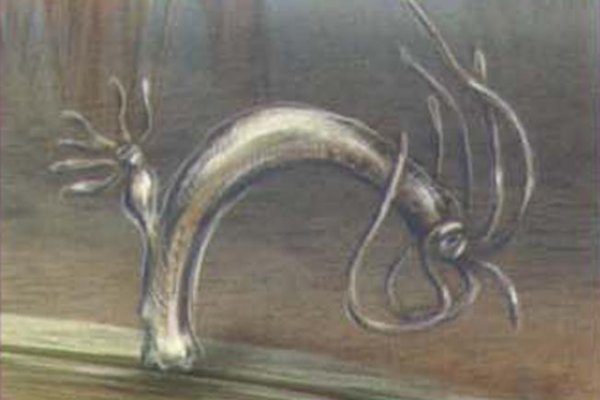 Kraken 5 at