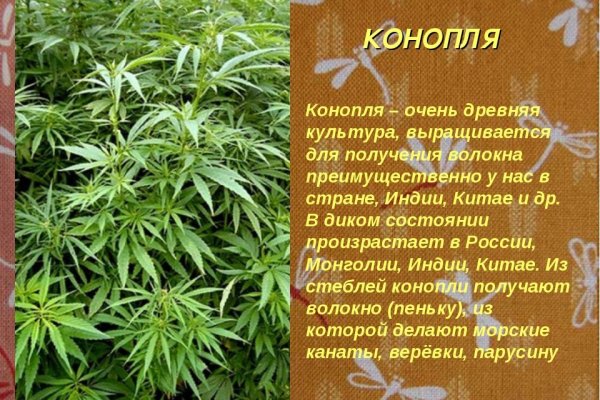 Кракен тгк